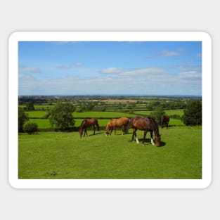 Horses grazing in the Cotswolds Sticker